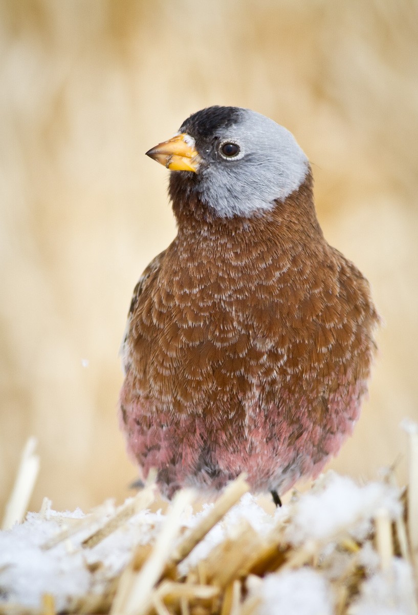 Gray-crowned Rosy-Finch - ML52129451
