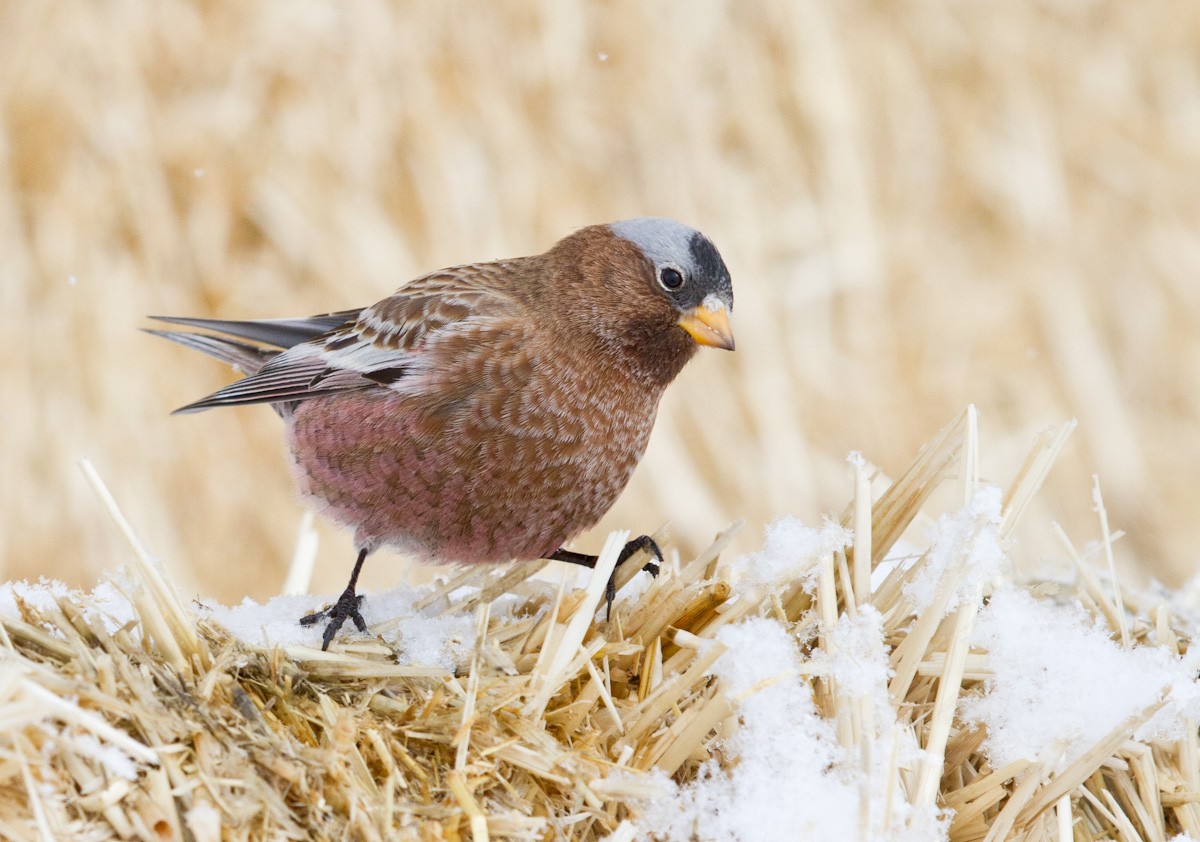 Gray-crowned Rosy-Finch - ML52129461