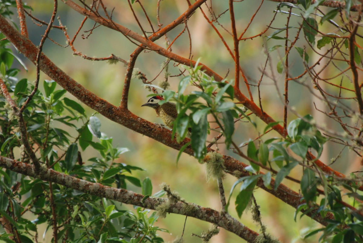 Spot-breasted Woodpecker - ML52129471