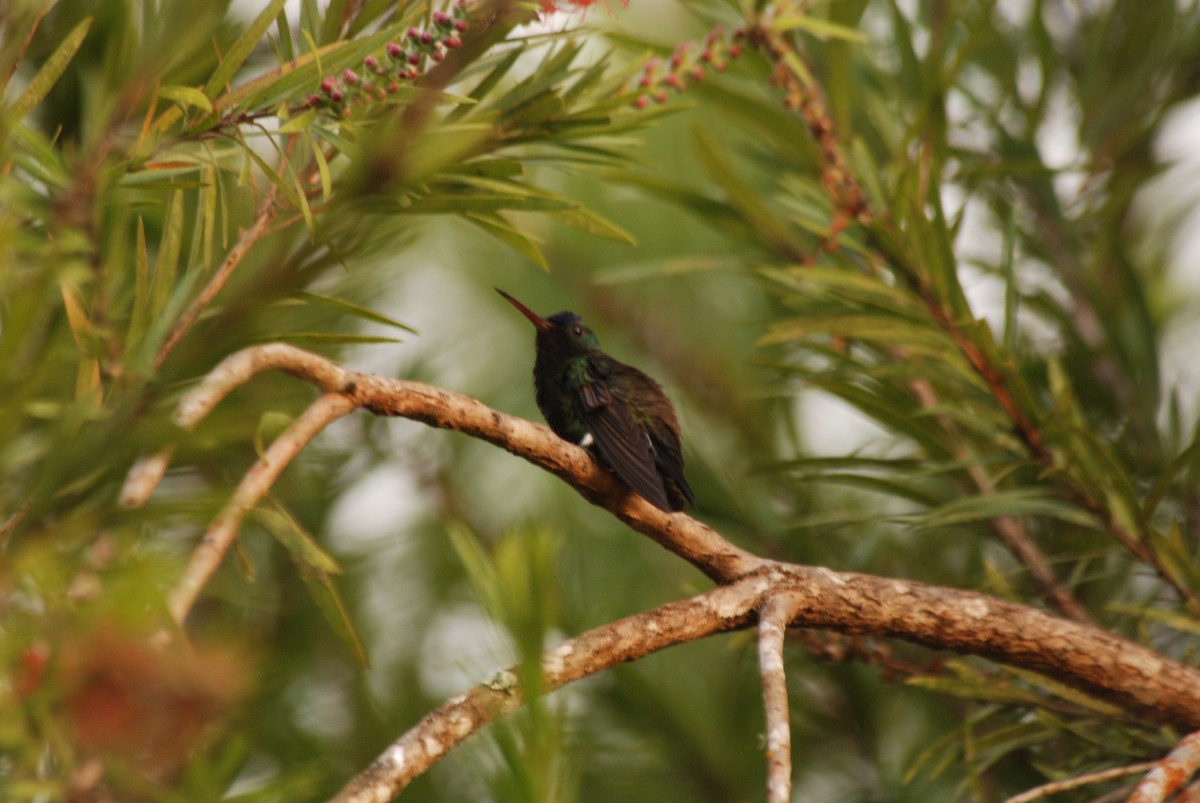 Indigo-capped Hummingbird - ML52129631