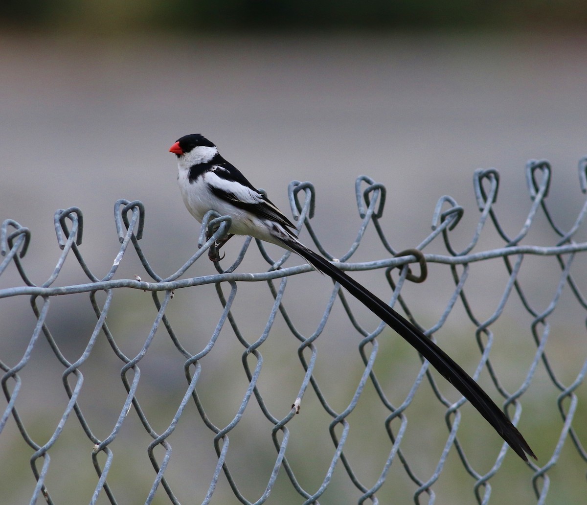 Pin-tailed Whydah - ML52130031