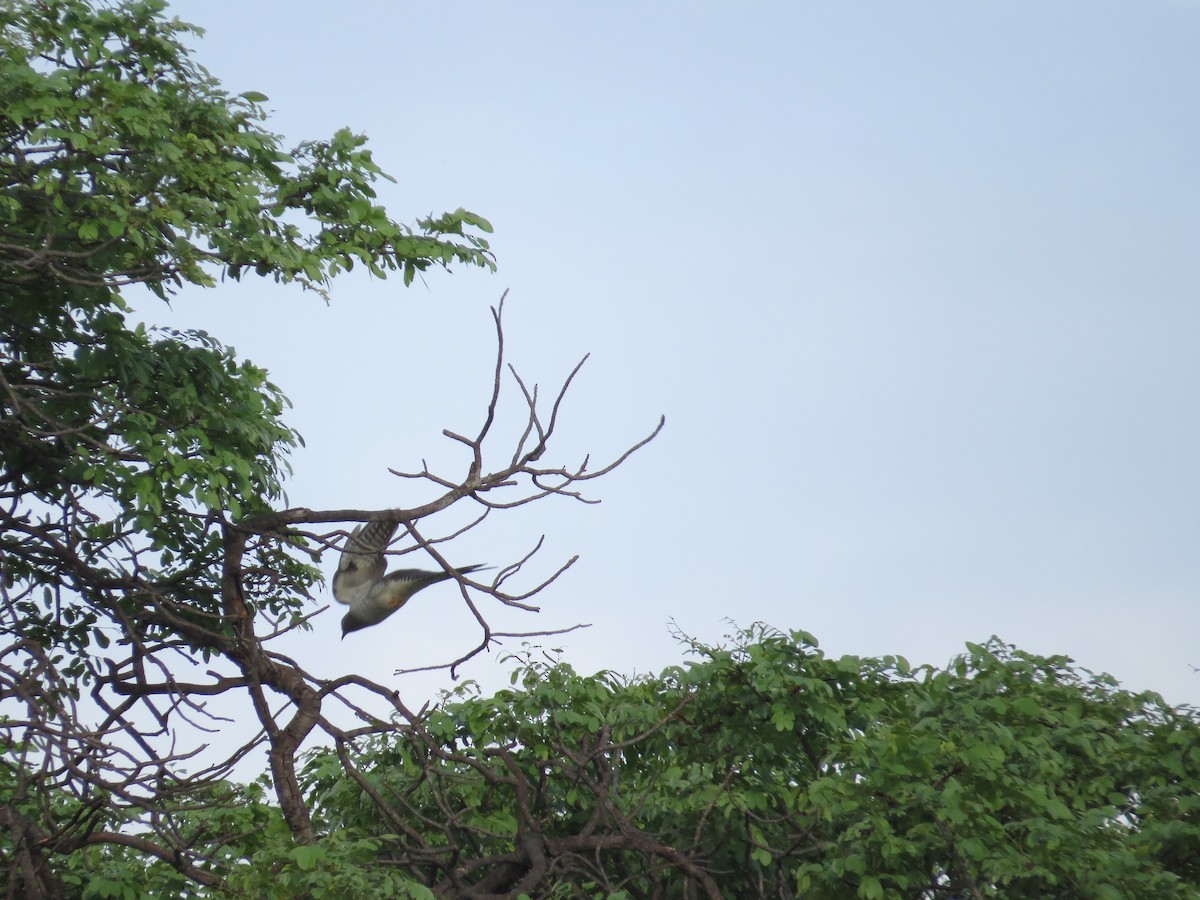 Common Cuckoo - sheryl mcnair
