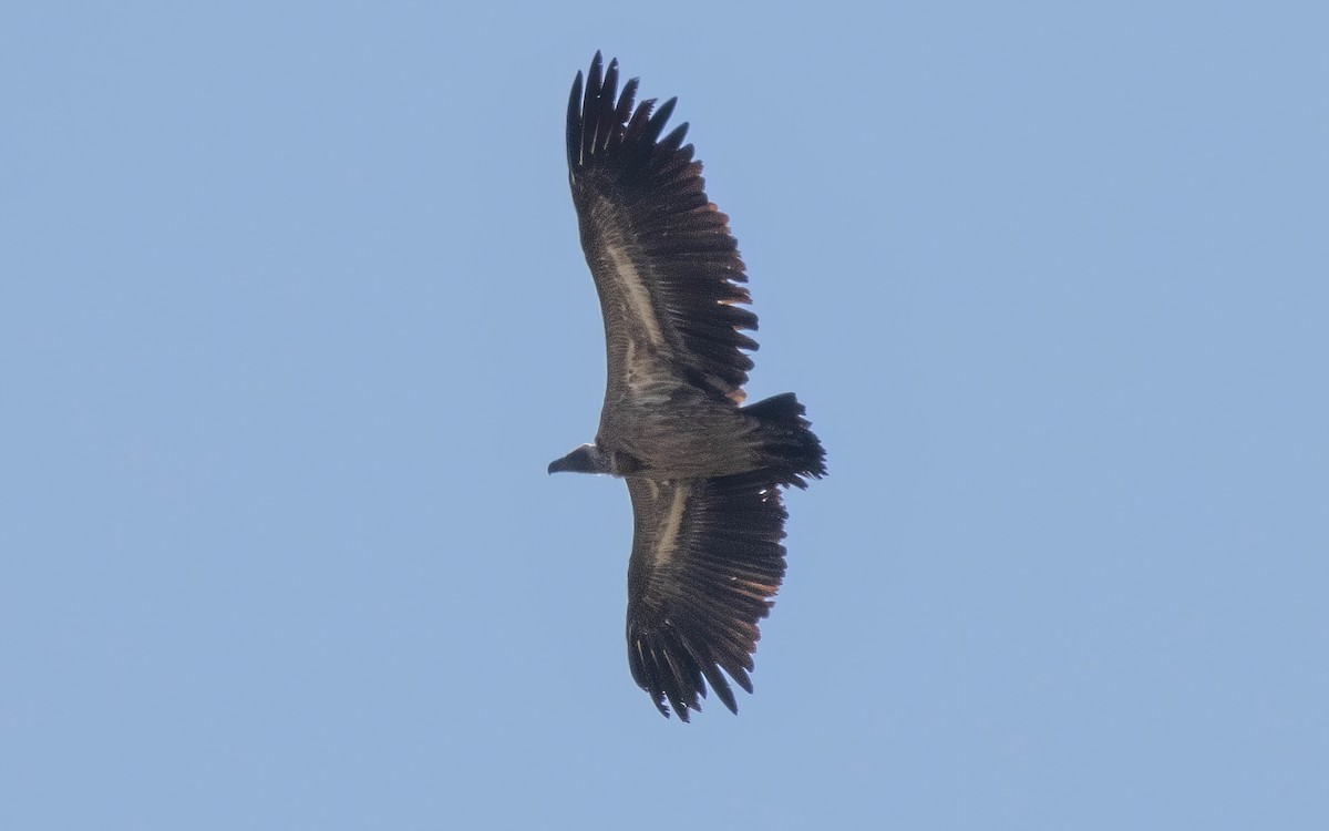 White-backed Vulture - Andrés  Rojas Sánchez