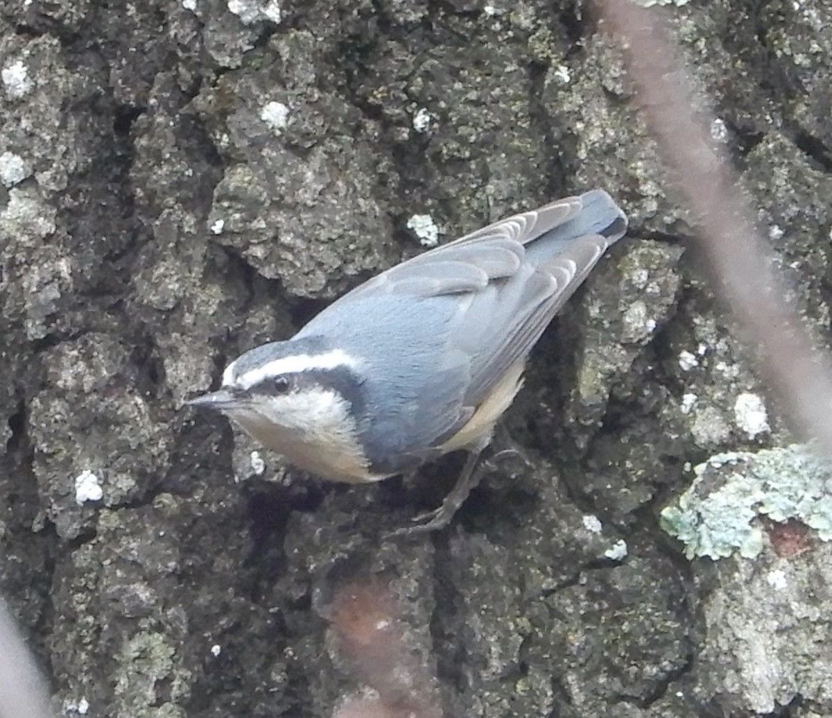 Red-breasted Nuthatch - ML521305451
