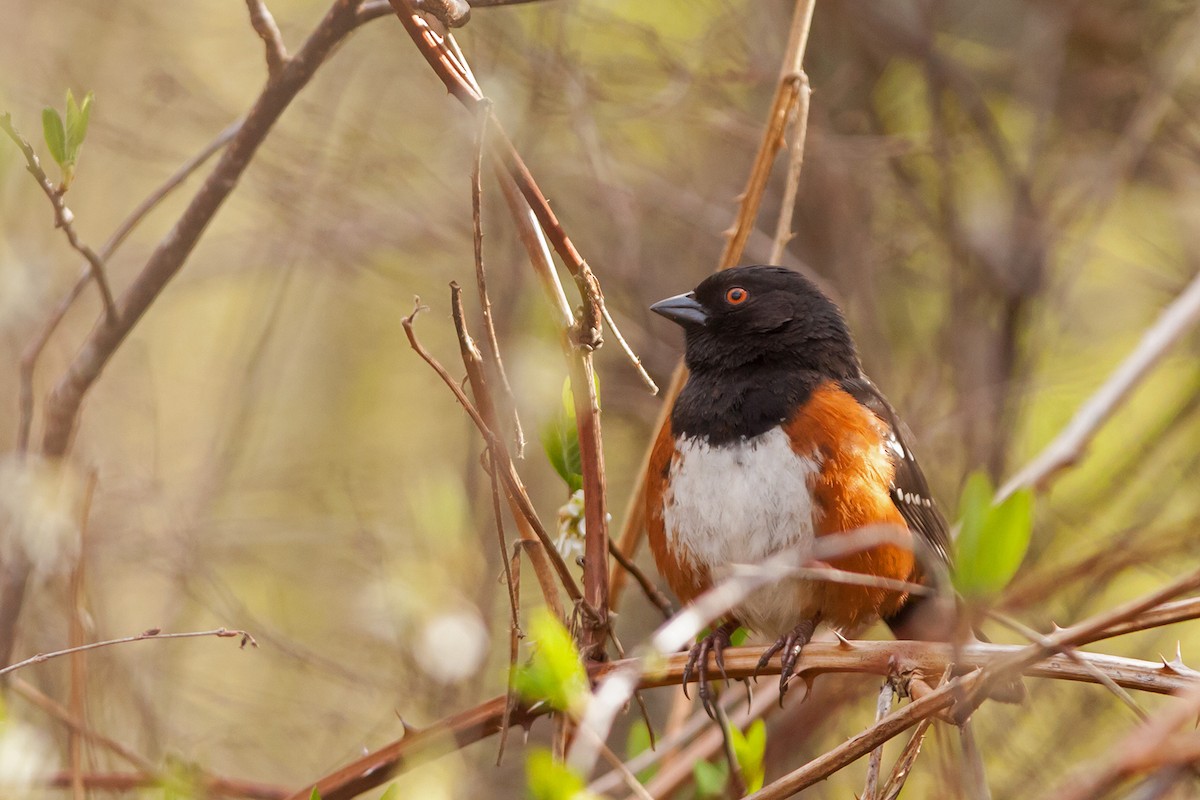 Spotted Towhee - ML52130581