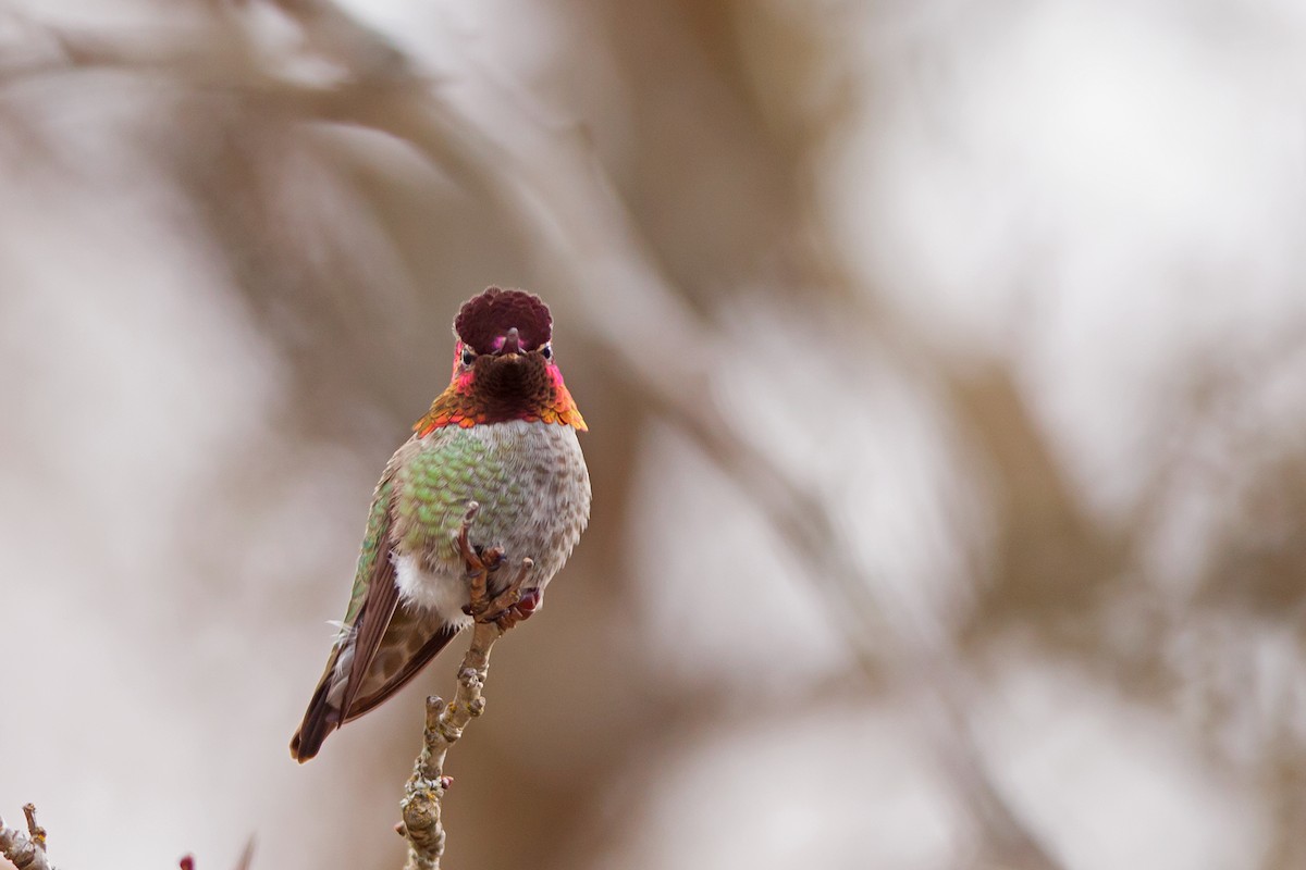 Anna's Hummingbird - ML52130591