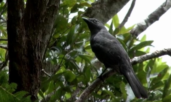 New Caledonian Cuckooshrike - Josep del Hoyo