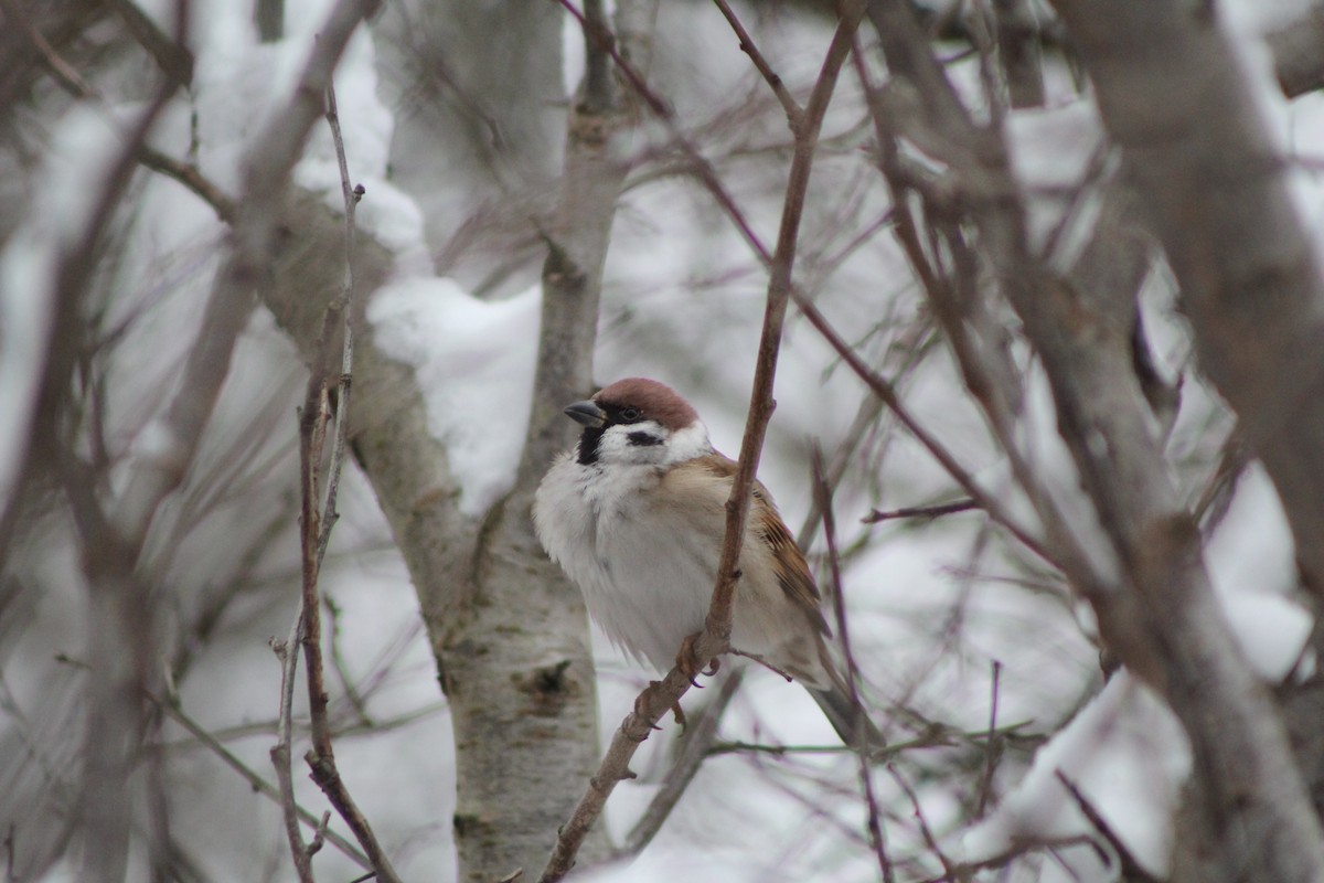 Eurasian Tree Sparrow - ML521311071