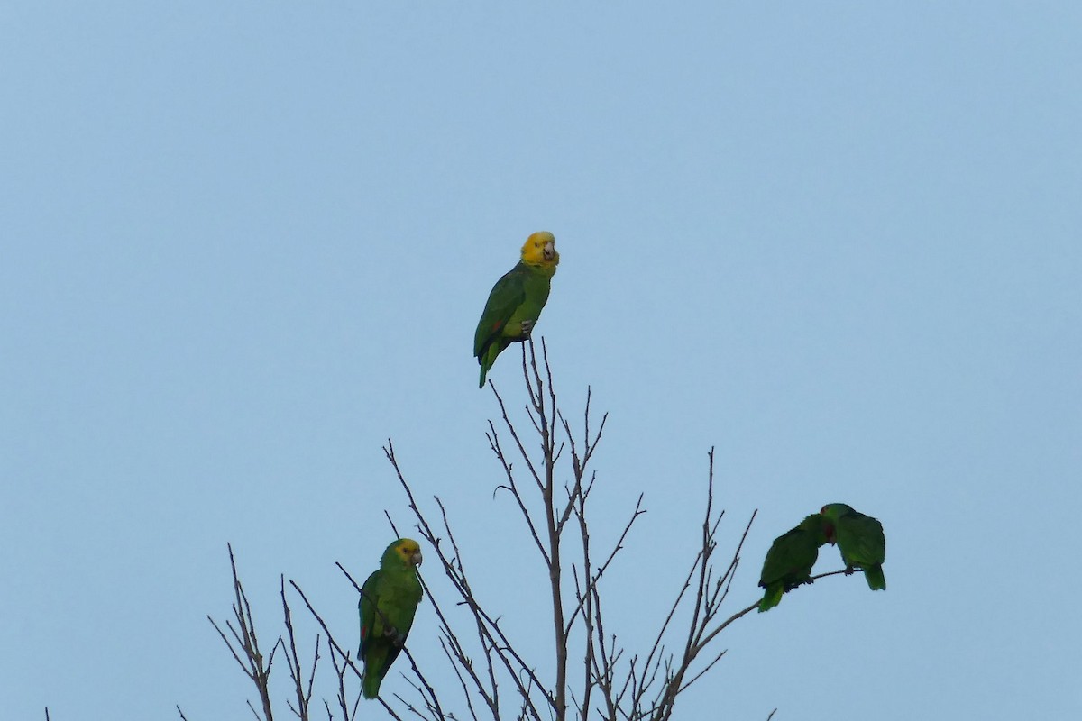 Yellow-headed Parrot - Mike Huang