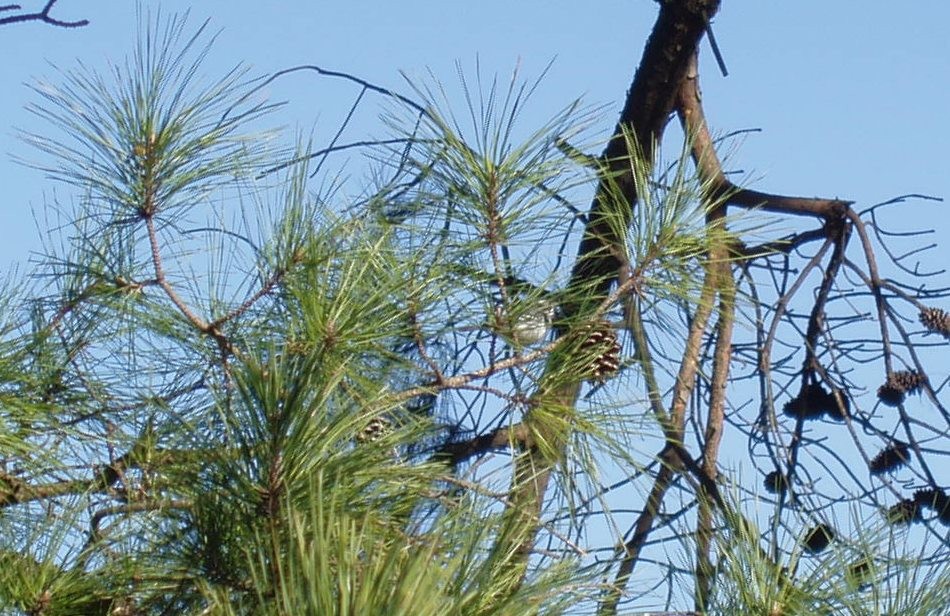 Black-throated Gray Warbler - ML521312411