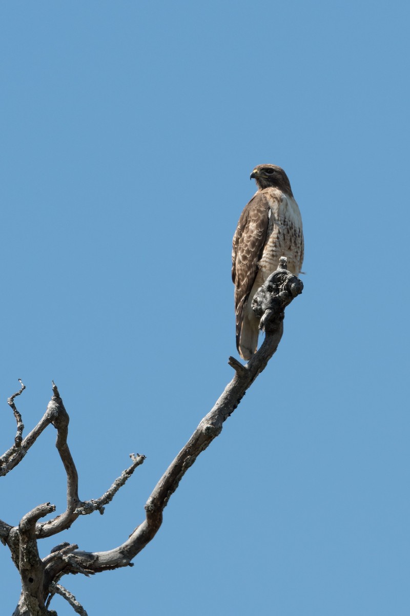 Red-tailed Hawk - Deb Ford