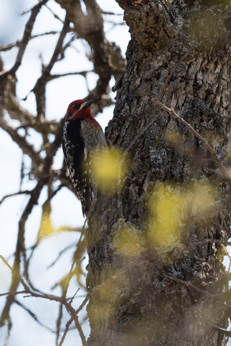 Red-breasted Sapsucker - ML52131871