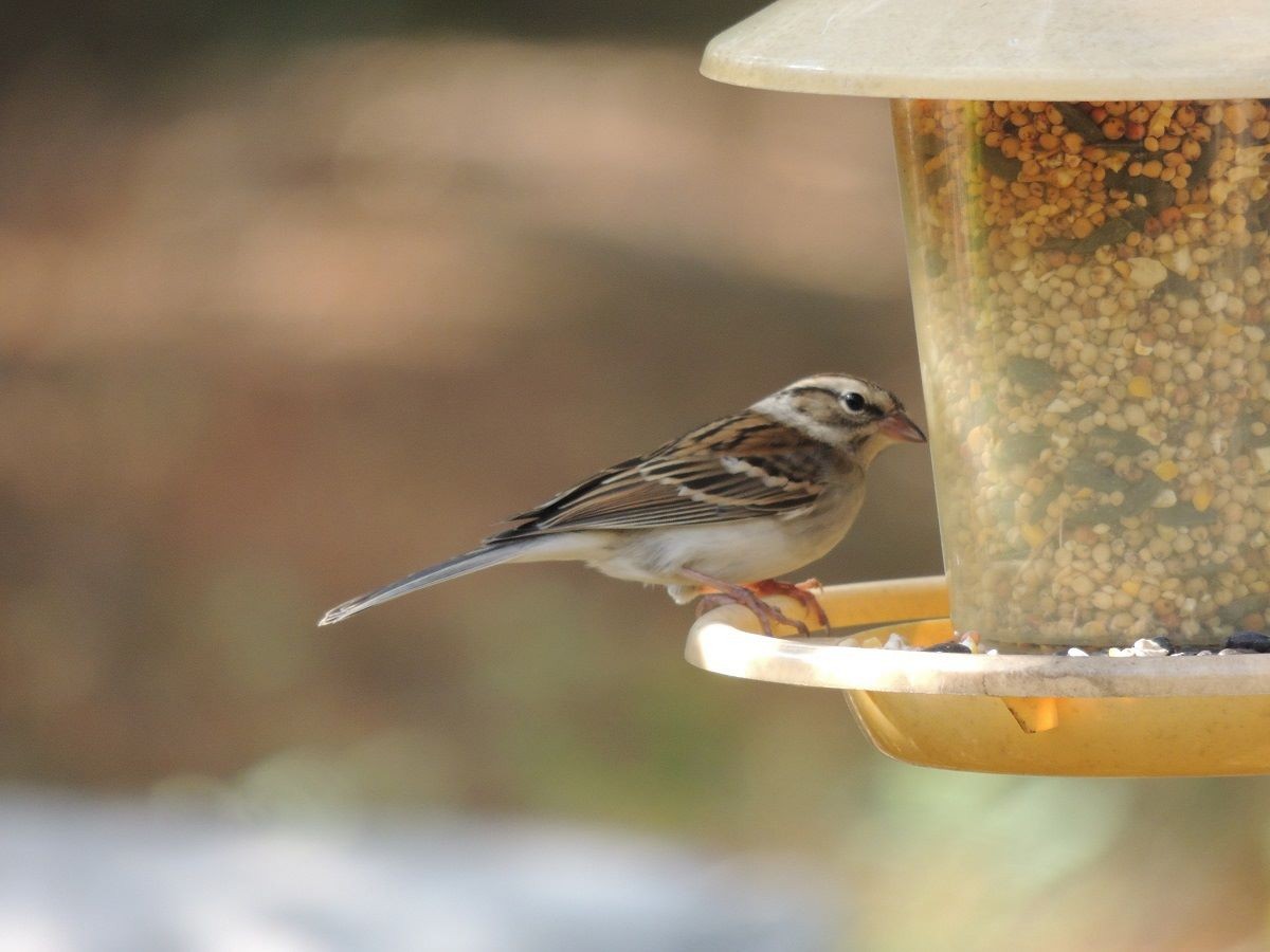 Chipping Sparrow - ML52132421