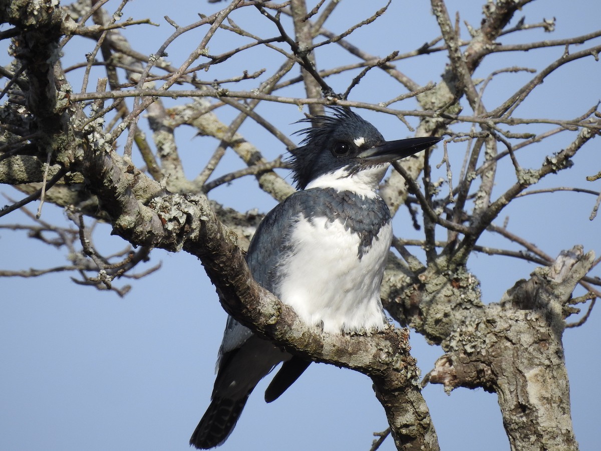Belted Kingfisher - ML521324281