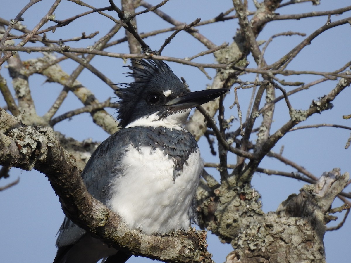 Belted Kingfisher - ML521324291