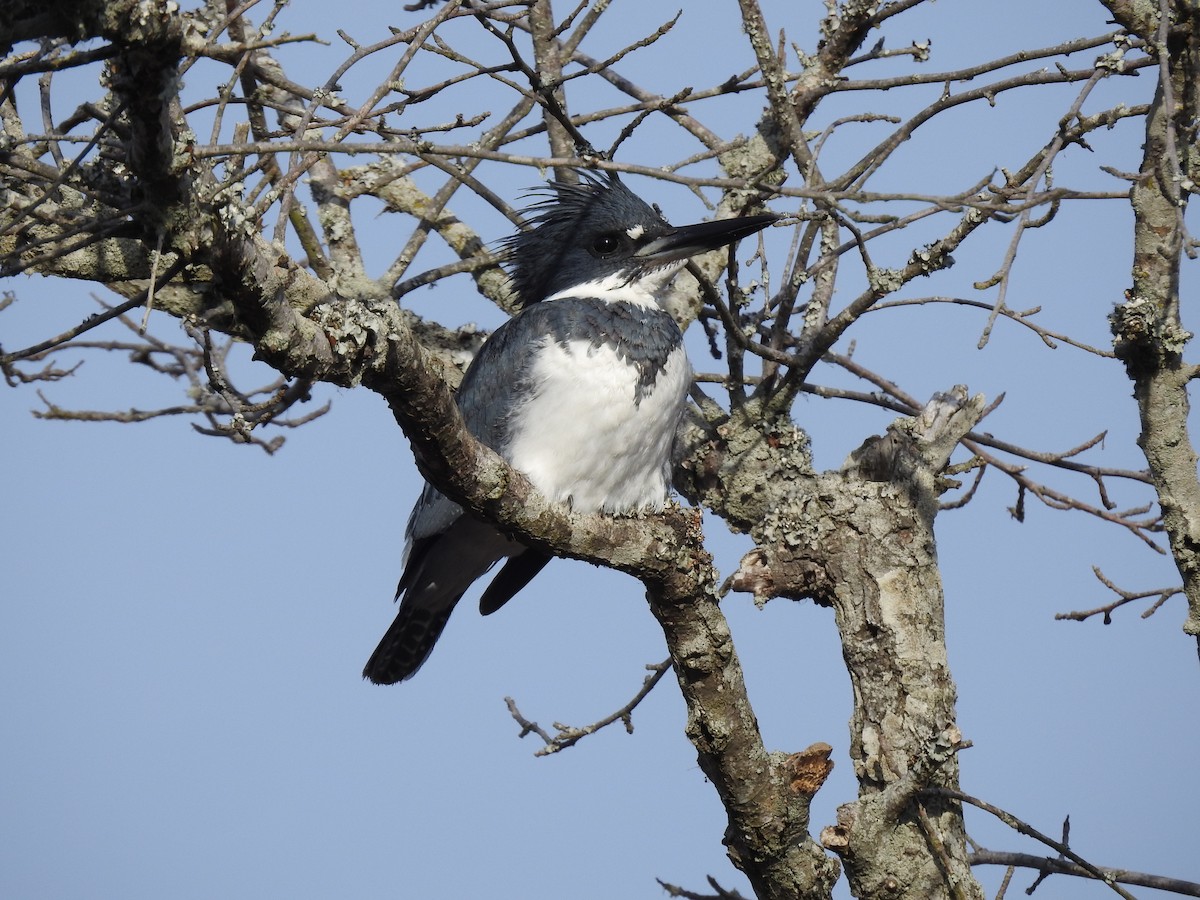 Belted Kingfisher - ML521324301