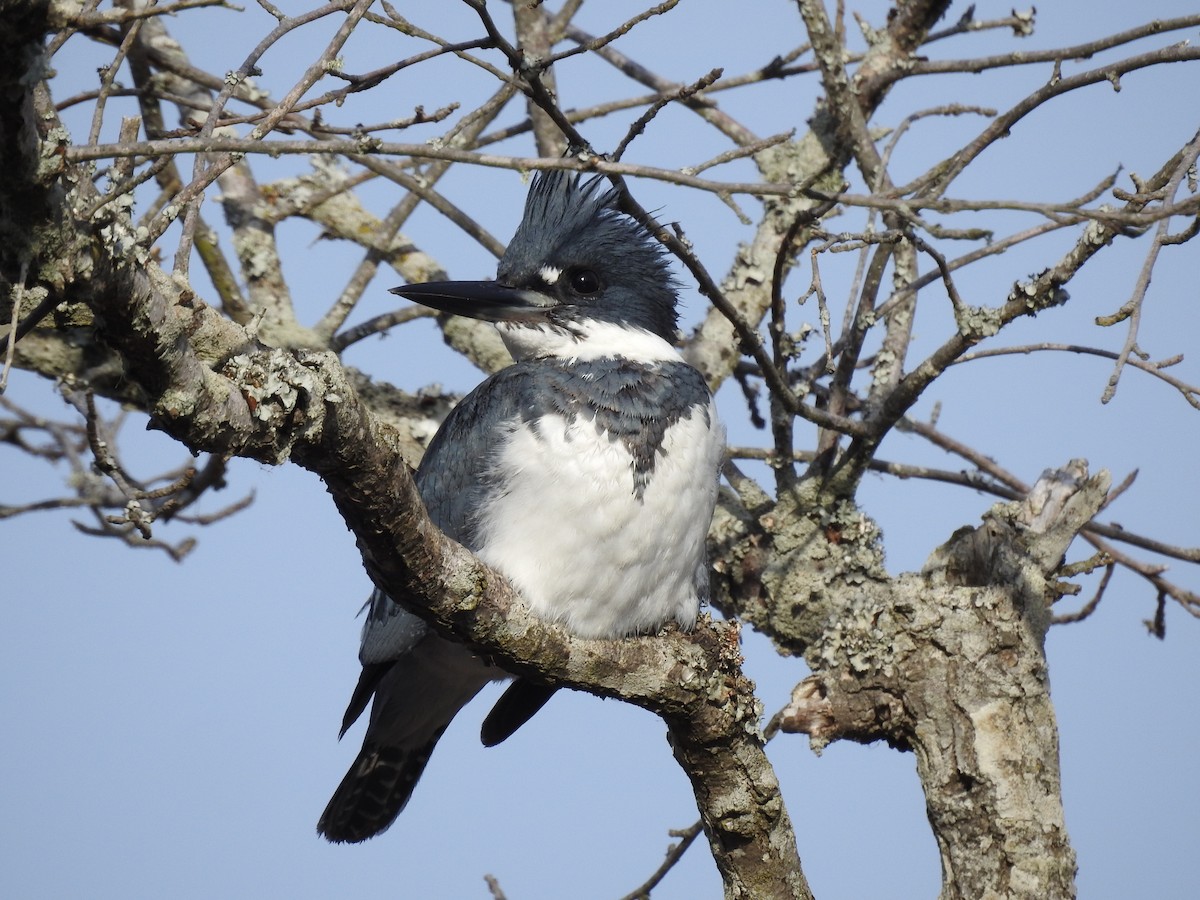 Belted Kingfisher - ML521324311