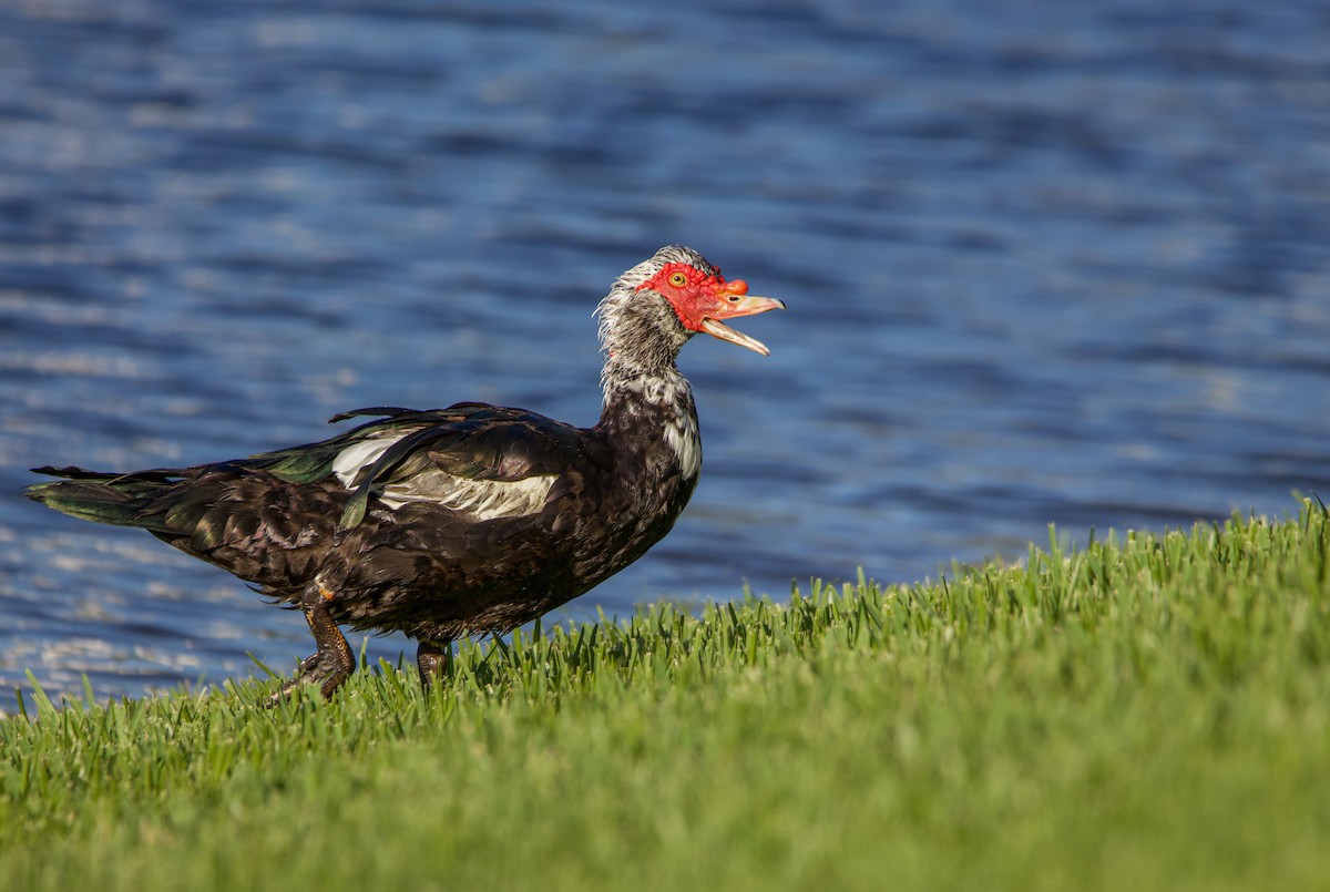 Muscovy Duck (Domestic type) - Braxton Landsman