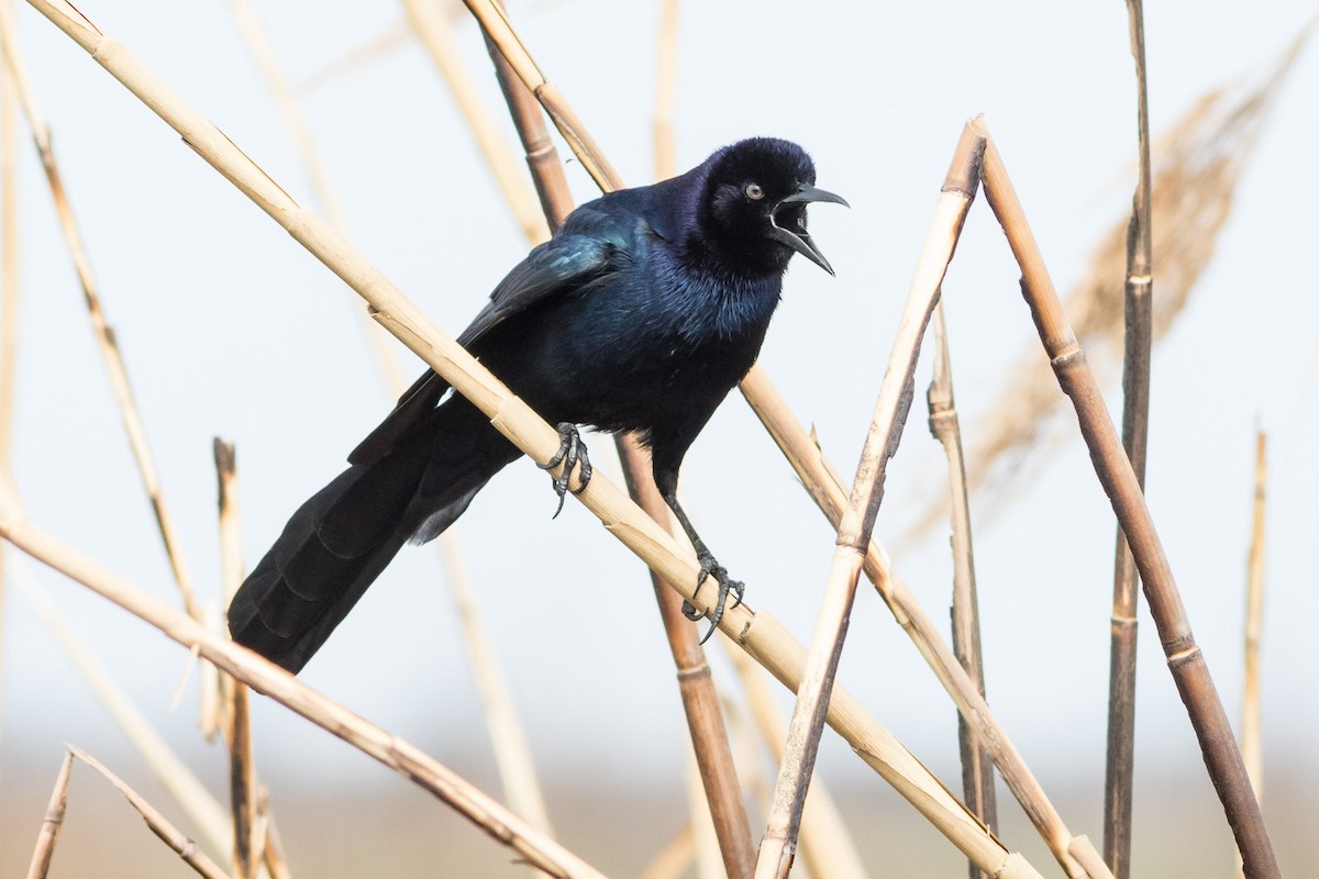 Boat-tailed Grackle - ML52133131