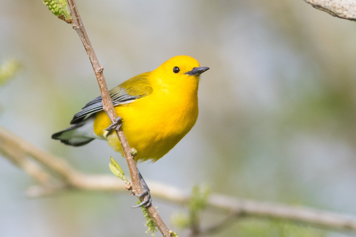 Prothonotary Warbler - ML52133181