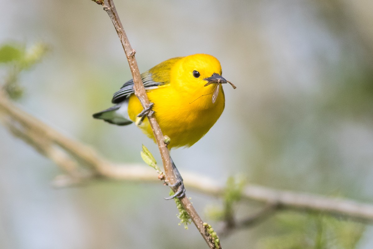Prothonotary Warbler - ML52133201