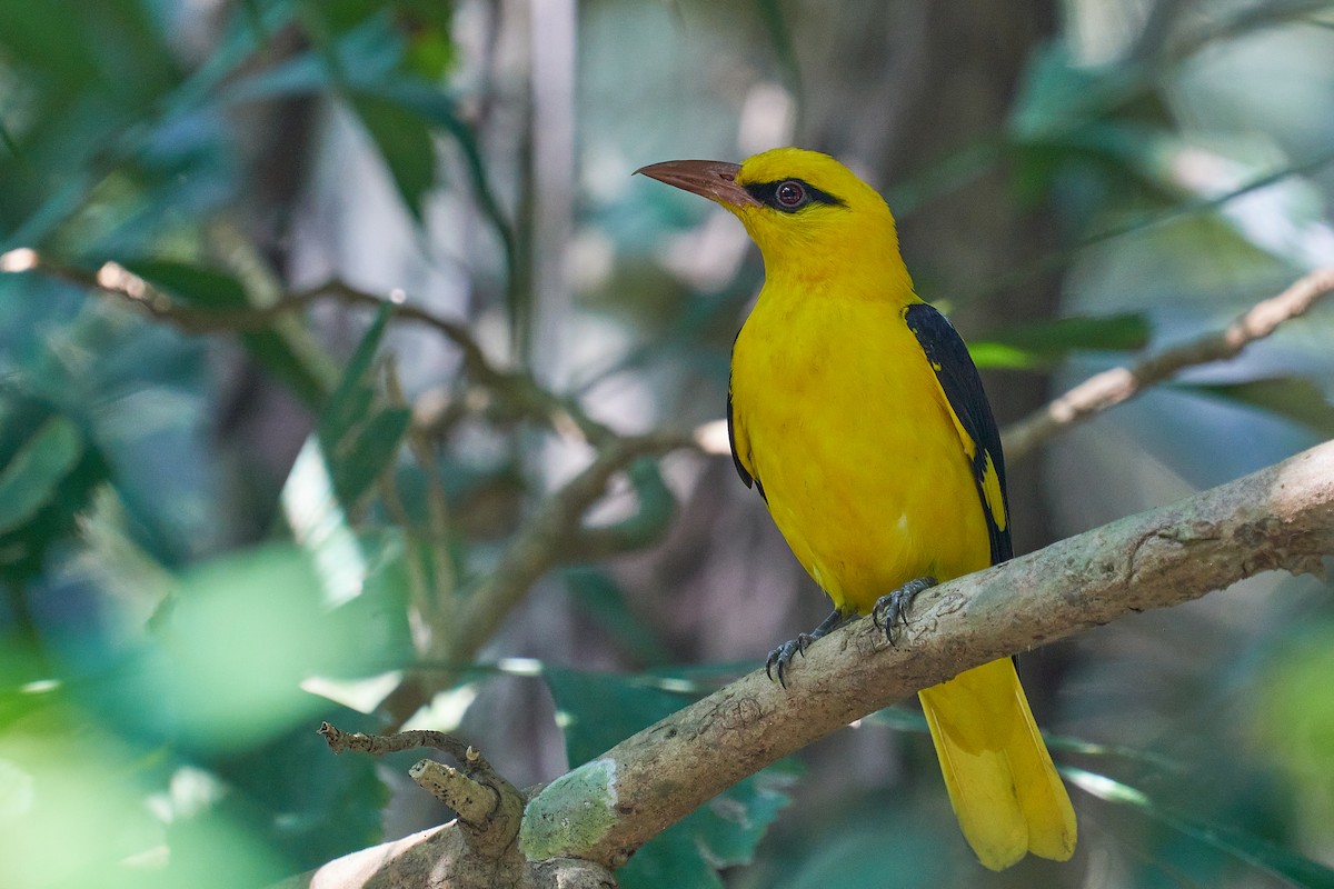 Indian Golden Oriole - ML521337171