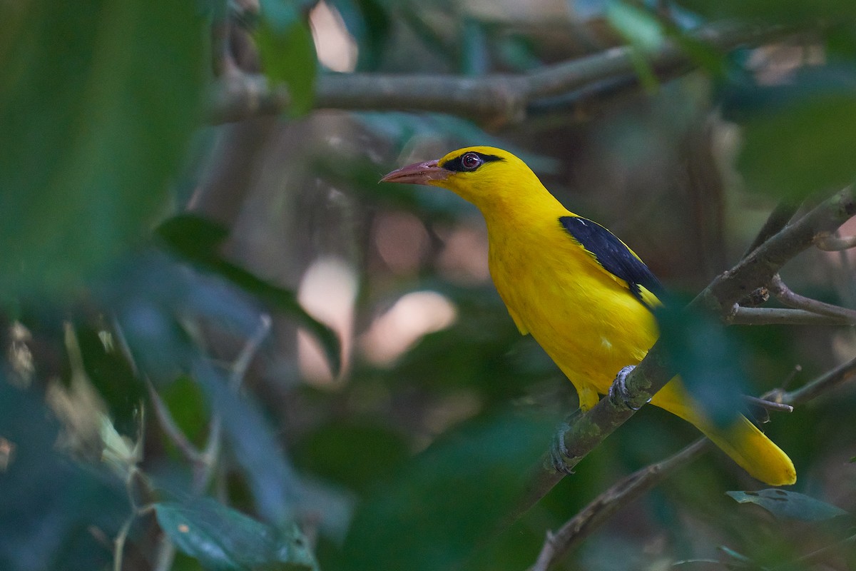 Indian Golden Oriole - ML521337191