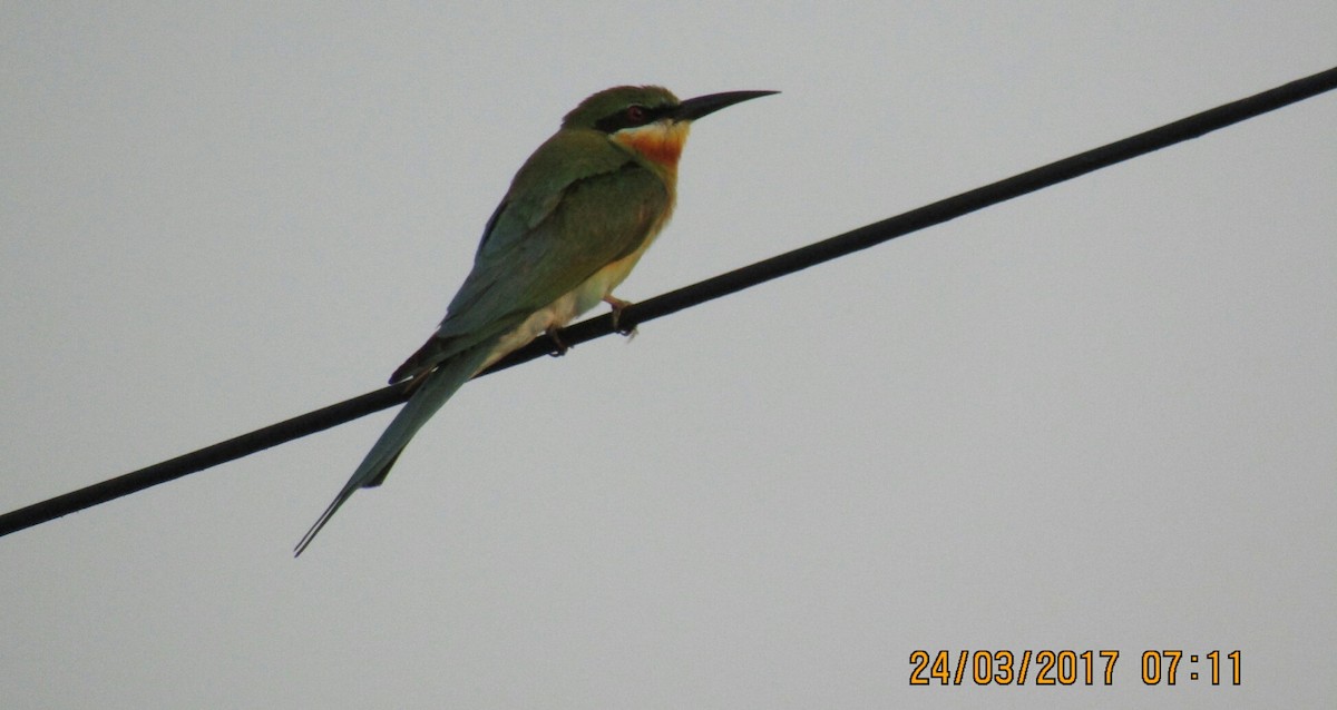 Blue-tailed Bee-eater - Raju Kidoor