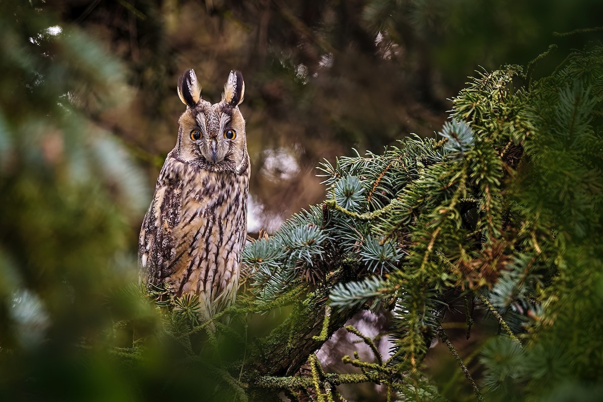 Long-eared Owl - Jiří Švestka