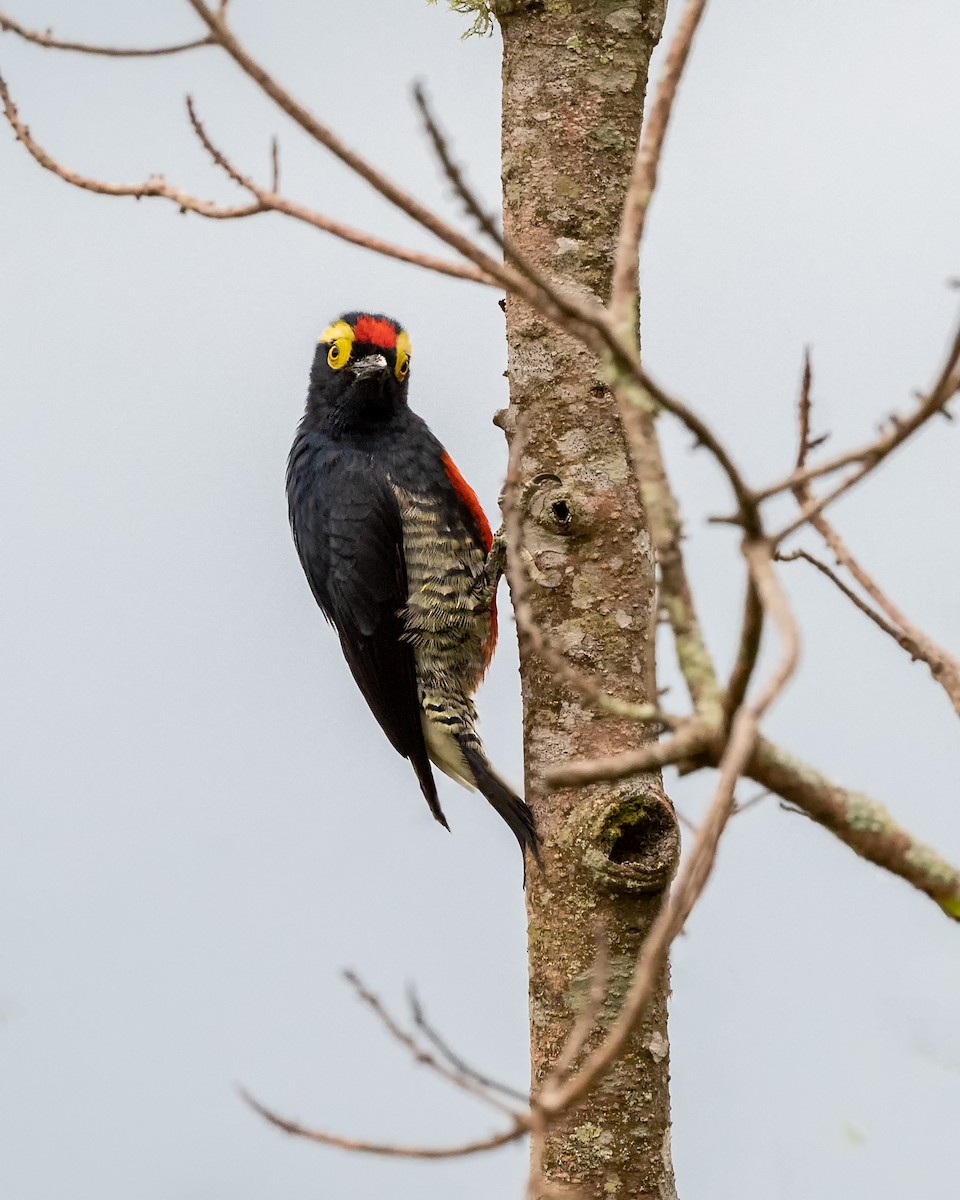 Yellow-tufted Woodpecker - ML521344671