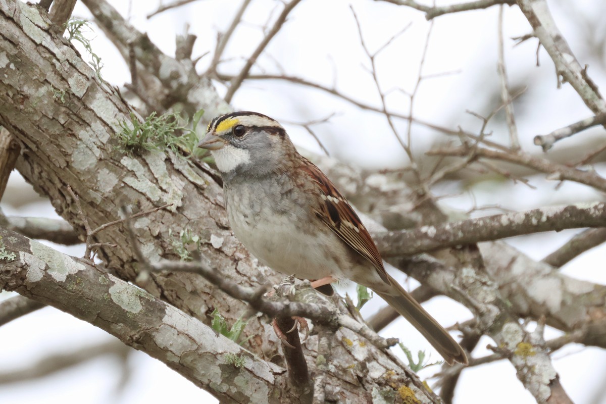 White-throated Sparrow - ML521347191