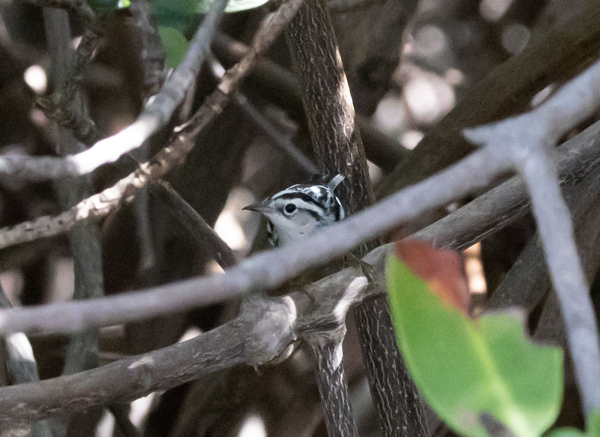 Black-and-white Warbler - ML521349761