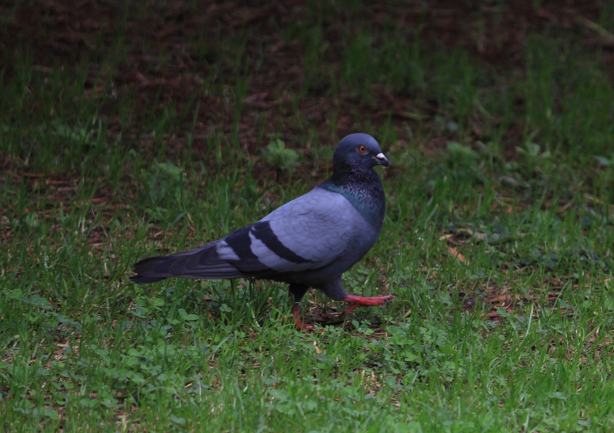 Rock Pigeon (Feral Pigeon) - Syed Muzamil