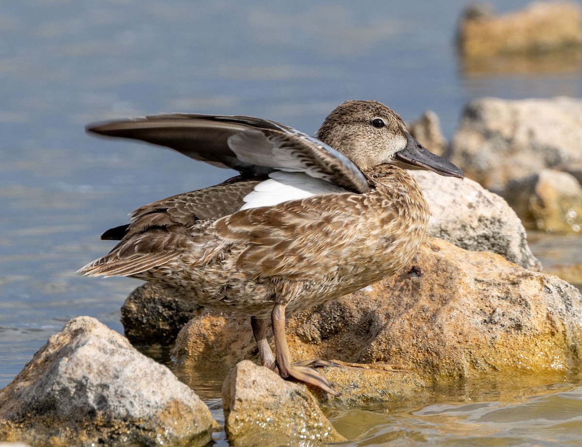 Blue-winged Teal - ML521353651