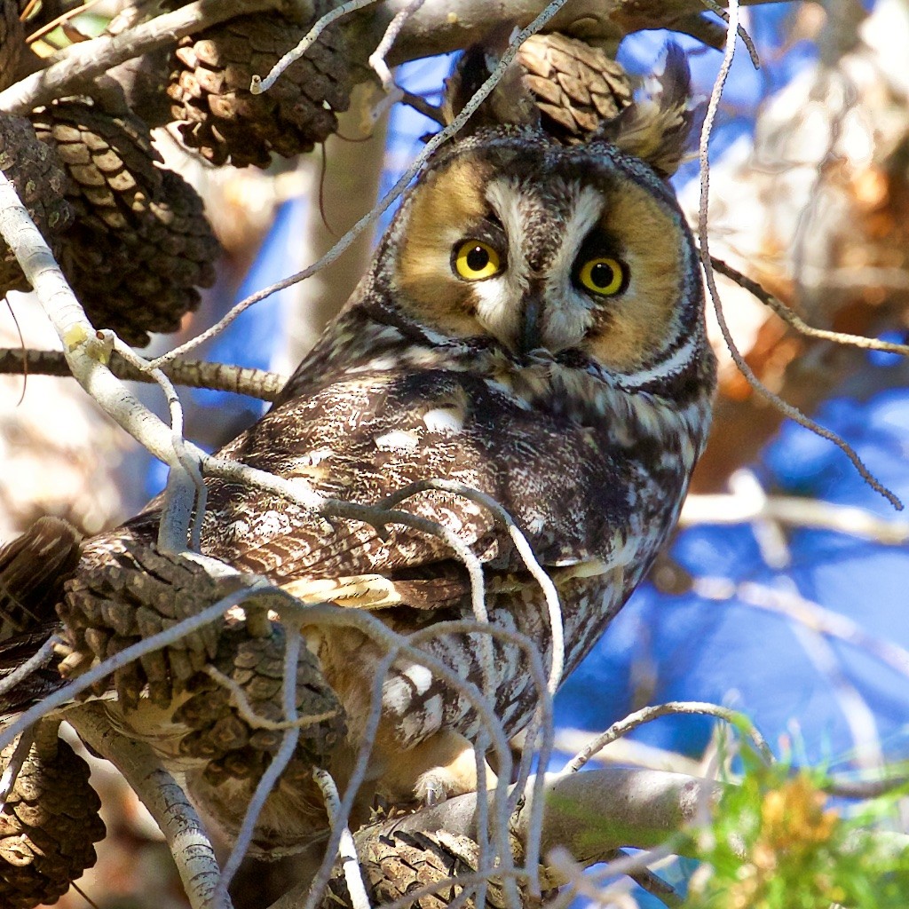 Long-eared Owl - ML52135911