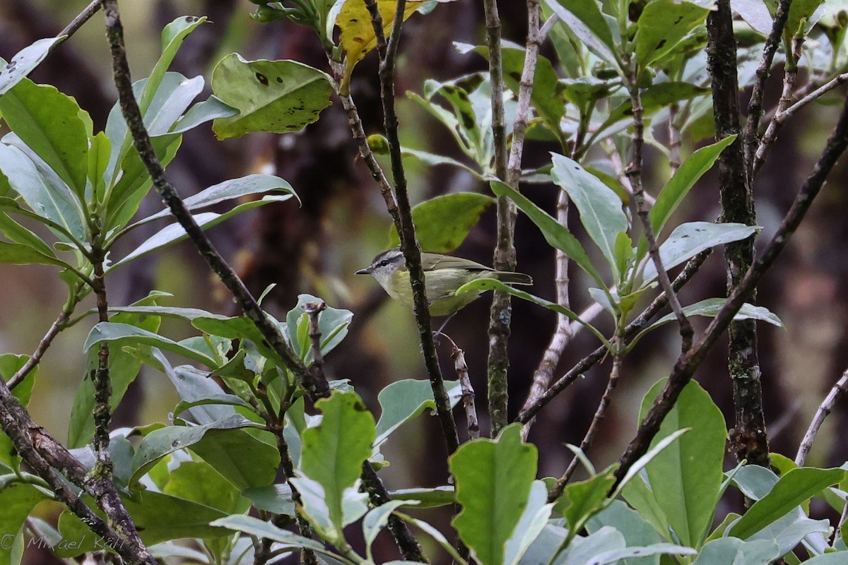 Island Leaf Warbler (New Guinea) - ML521361571