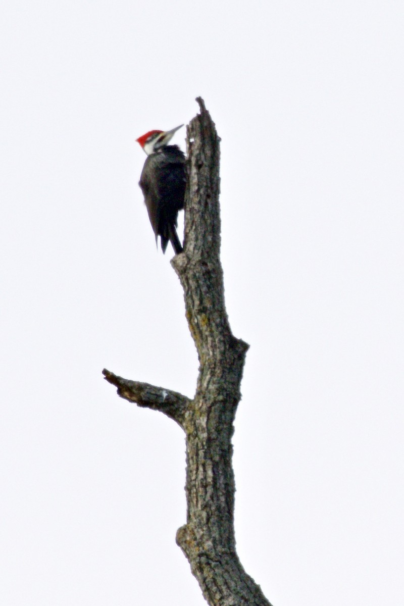 Pileated Woodpecker - ML521361821