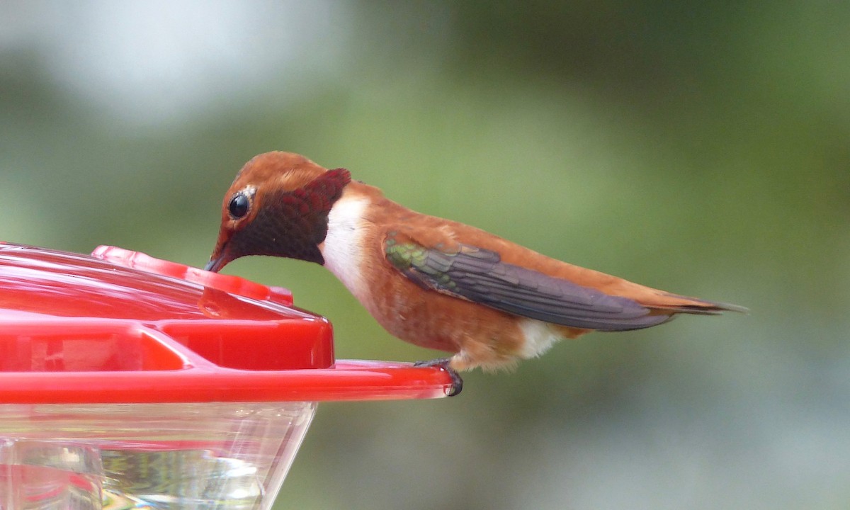 Rufous Hummingbird - Deb Holland