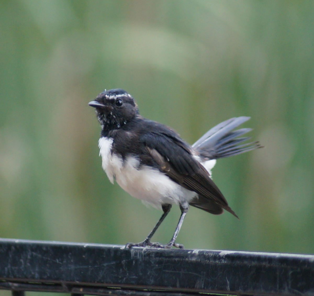 Willie-wagtail - Sara Young