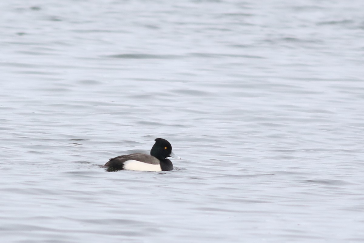 Tufted Duck x Greater Scaup (hybrid) - Lily Morello