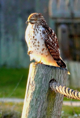 Red-shouldered Hawk - Kathleen Horn