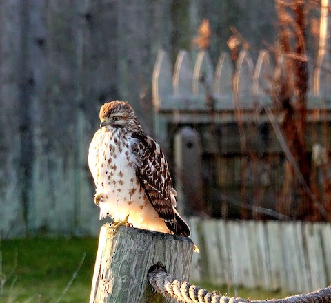 Red-shouldered Hawk - Kathleen Horn