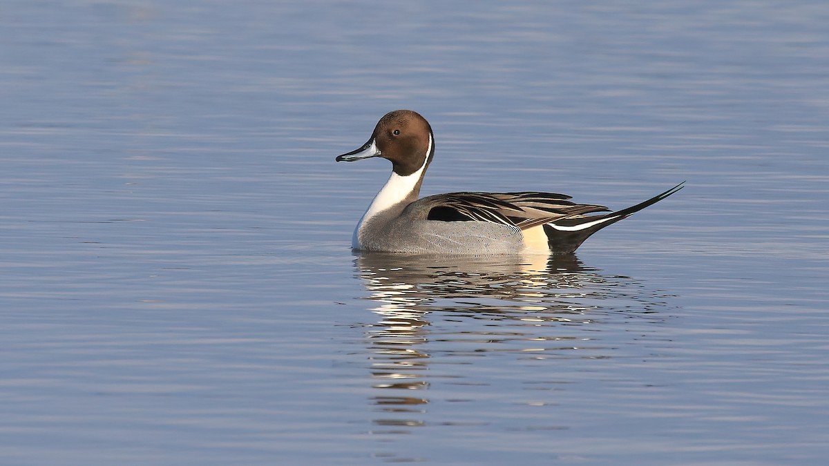 Northern Pintail - ML521374361