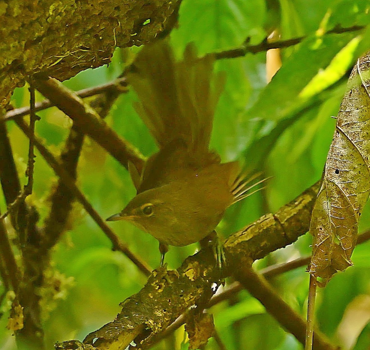 Malagasy Brush-Warbler (Malagasy) - ML521376541