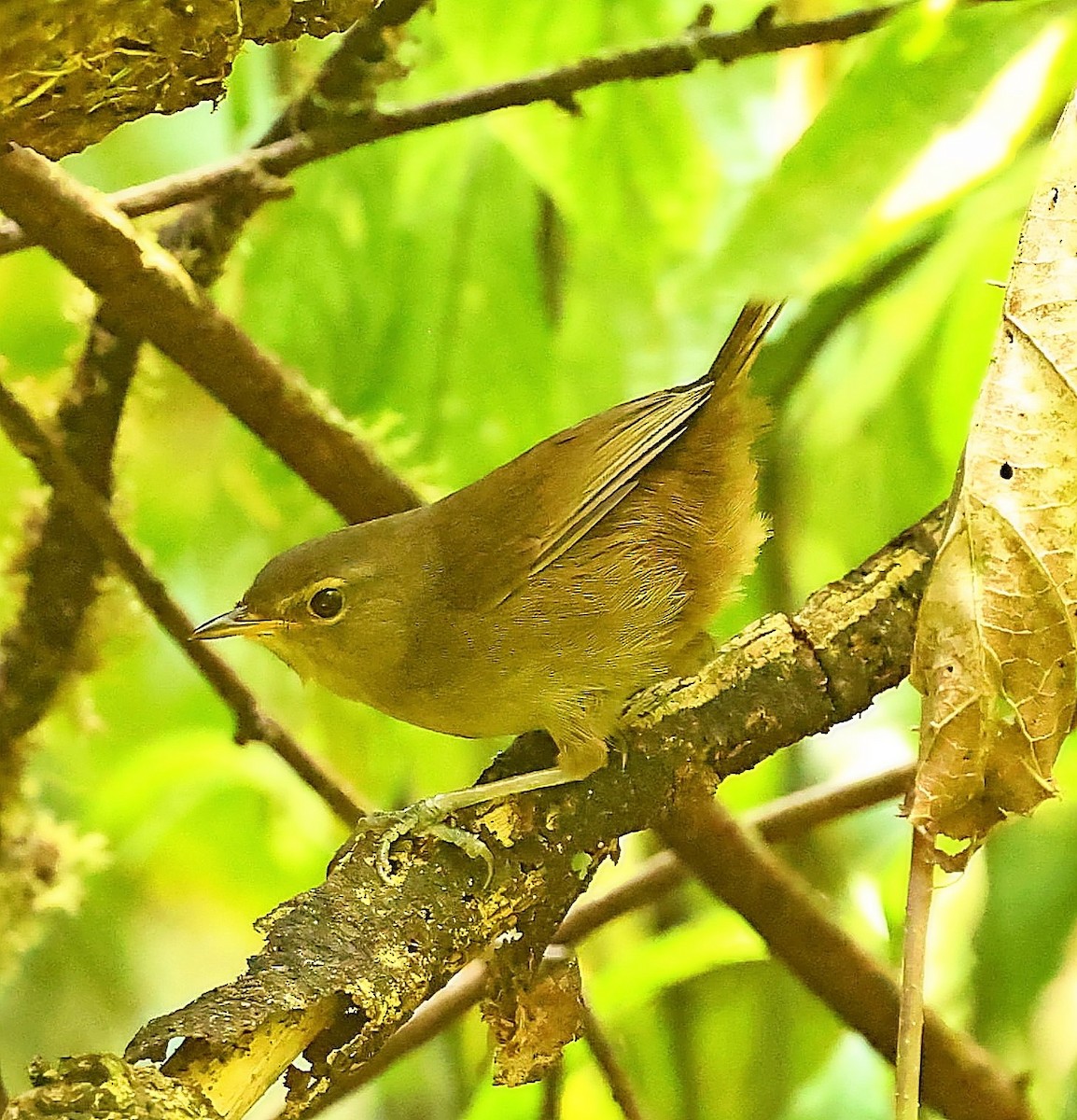 Malagasy Brush-Warbler (Malagasy) - ML521376561