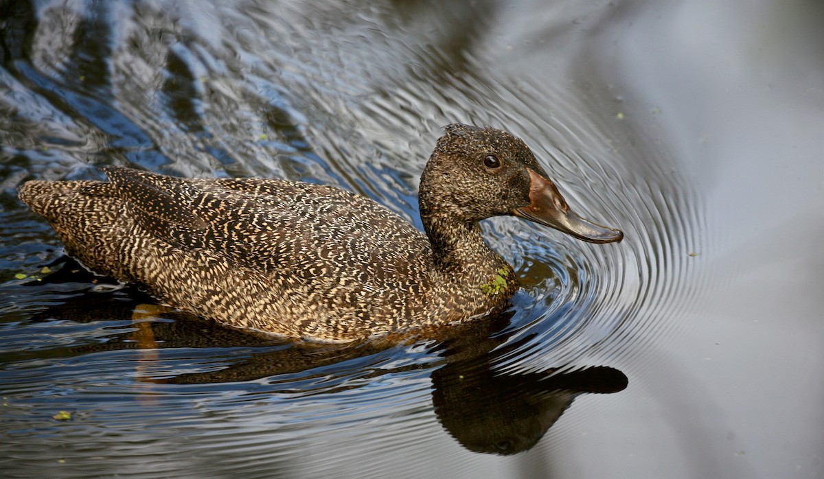 Freckled Duck - Anonymous