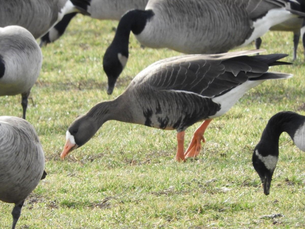 Greater White-fronted Goose - ML521378241