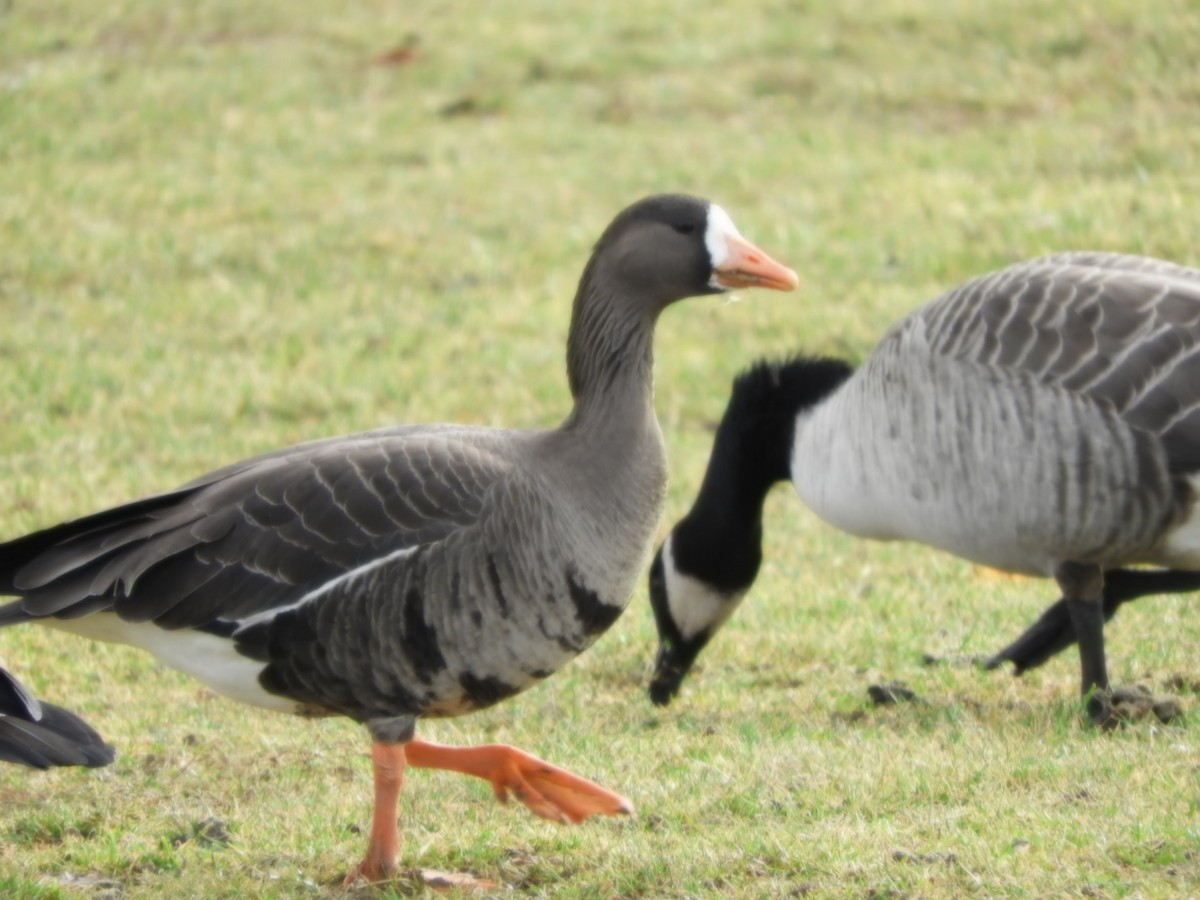 Greater White-fronted Goose - ML521378801