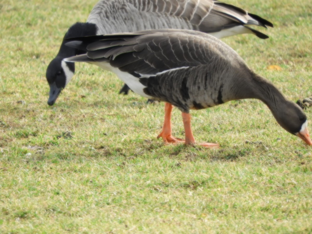 Greater White-fronted Goose - ML521378811