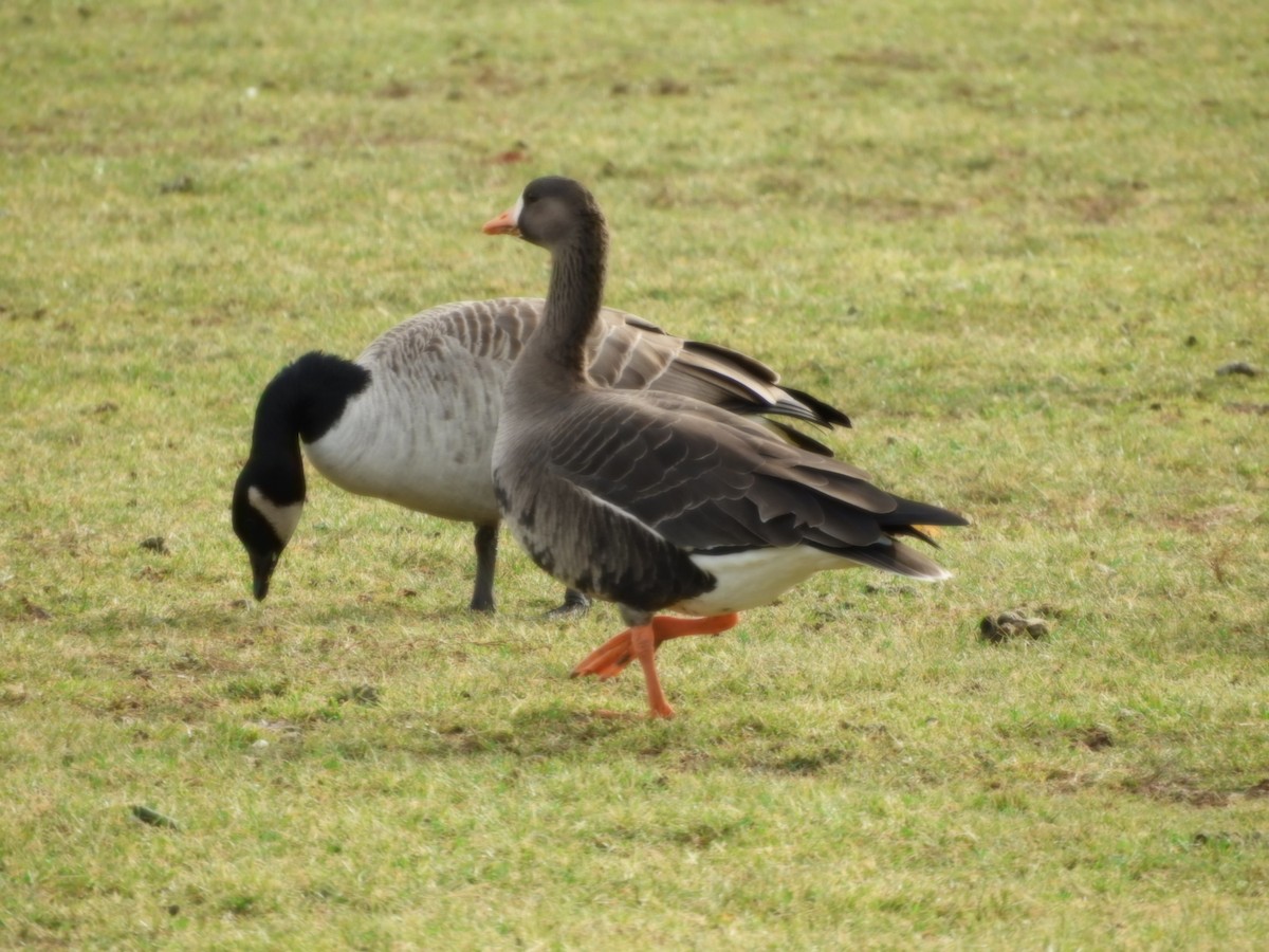 Greater White-fronted Goose - ML521378821
